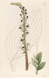 Illustration von Liparis nervosa ssp. nervosa (als syn. Liparis elata)